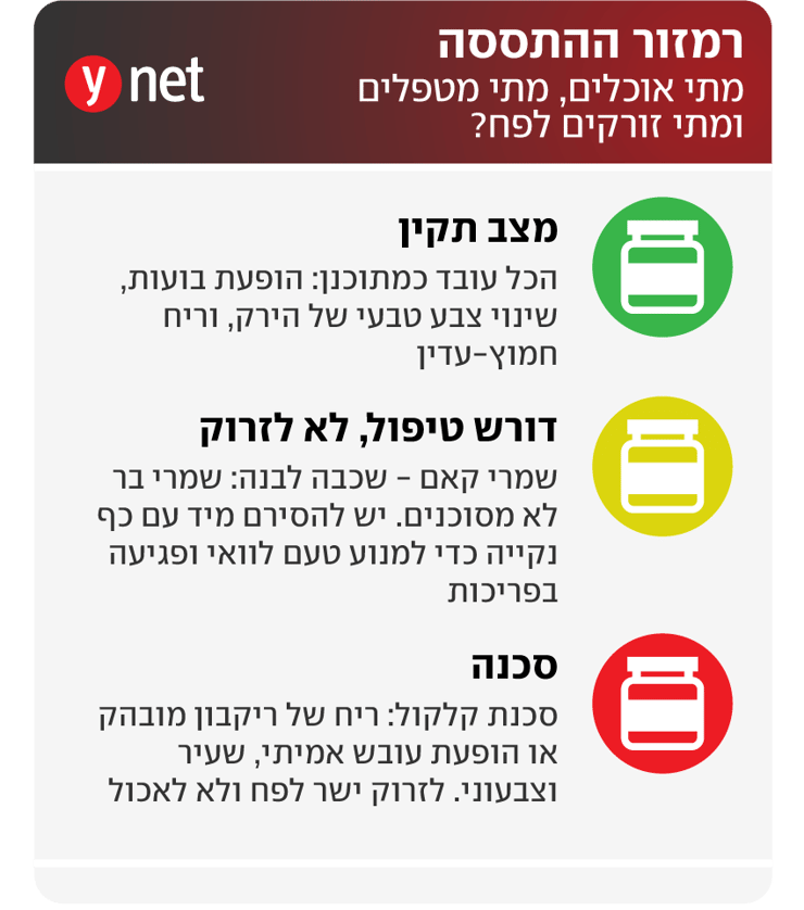 התססה (ynet) התססה