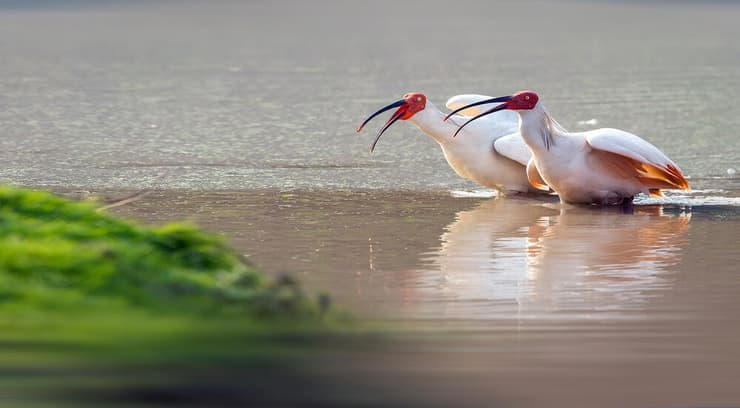 שני מגלנים יפנים במים (צילום: Wang LiQiang/Shutterstock) שני מגלנים יפנים במים