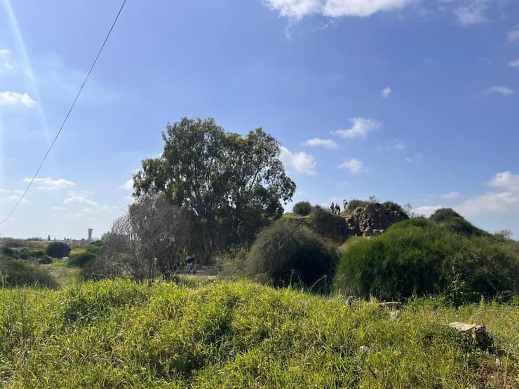 שטח תוכנית האירוסים