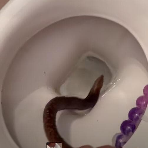 קטמן החורש באסלה