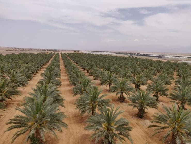 שטח חקלאי בערבה התיכונה (צילום: ועדה חקלאית ערבה תיכונה) שטח חקלאי בערבה התיכונה