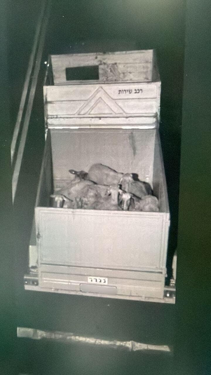 הכבשים בכביש 6