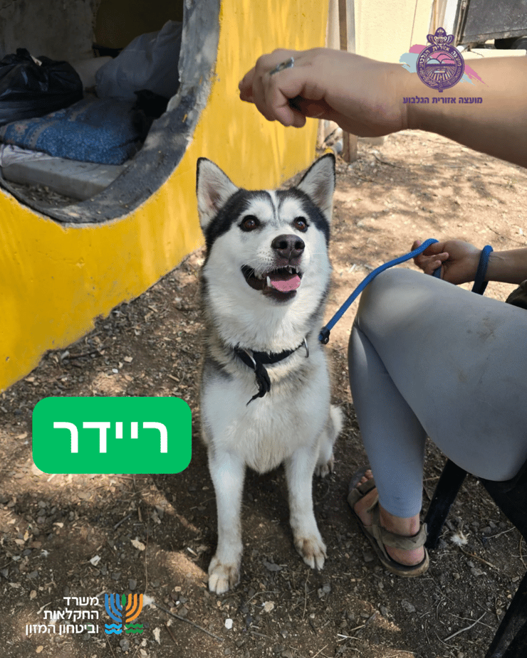 ריידר (צילום: כלביית הגלבוע) ריידר