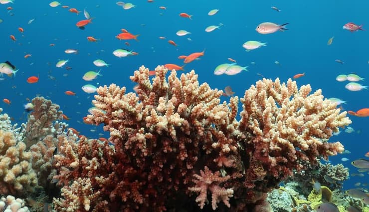 אלמוג Acropora eurystoma במפרץ אילת (צילום: פרופ' מעוז פיין) אלמוג Acropora eurystoma במפרץ אילת