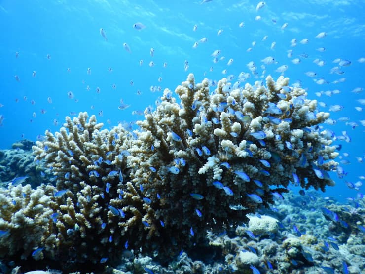 מושבת של האלמוג בונה-השונית Acropora eurystoma במפרץ אילת (צילום: פרופ' מעוז פיין) מושבת של האלמוג בונה-השונית Acropora eurystoma במפרץ אילת