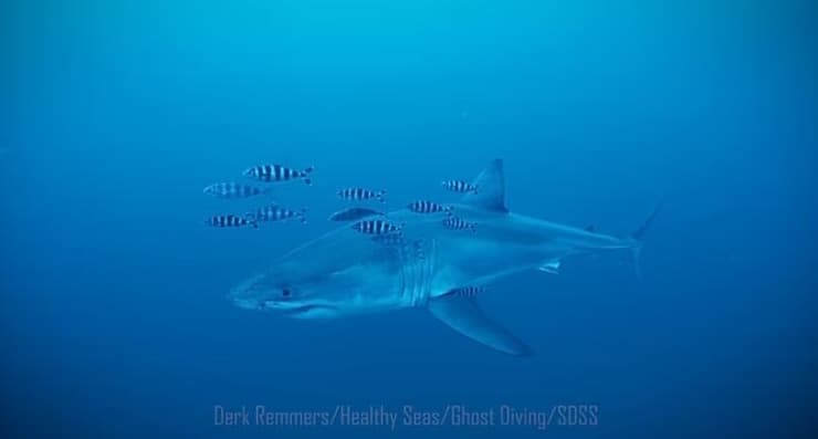 העמלץ הלבן שתועד ליד סיציליה (צילום: Derk Remmers Healthy Seas/SDSS/Ghost Diving) העמלץ הלבן שתועד ליד סיציליה