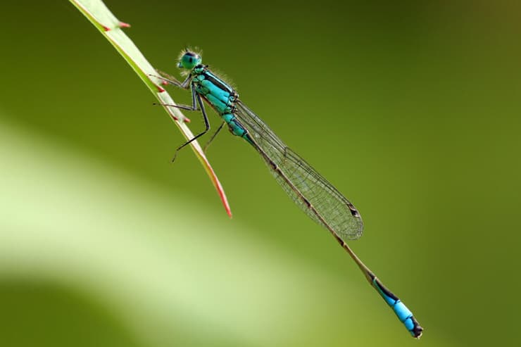 חיצית הדורה – מין של שפרירית (צילום: Eileen Kumpf / Shutterstock) חיצית הדורה – מין של שפרירית