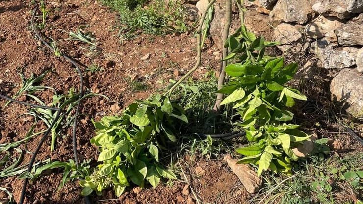 נזק לגידולים ולמערכות ההשקייה מתנחלים הרסו שדה חקלאי של פלסטינים בוואדי פוכין הסמוך לצור הדסה