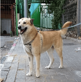 ג'רי (צילום: צער בעלי חיים רמת גן והסביבה) ג'רי