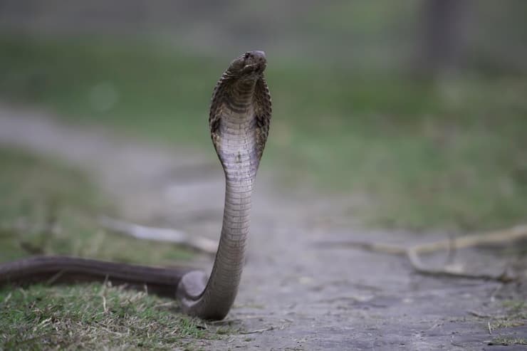 נחש קוברה עומד (צילום: Dr Aazad Ojha, shutterstock) נחש קוברה עומד