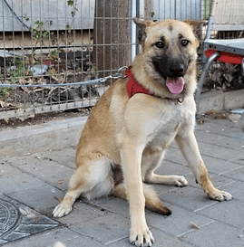 ביילי (צילום: צער בעלי חיים רמת גן והסביבה) ביילי