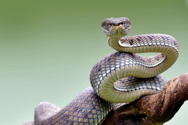 נחש על ענף (צילום: DSlight_photography, shutterstock) נחש על ענף