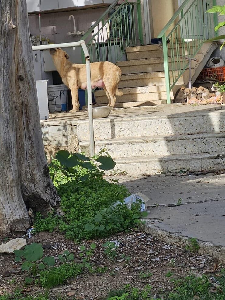 כלבה משוטטת בחצר בית (צילום: מאיר אביטן ) כלבה משוטטת בחצר בית