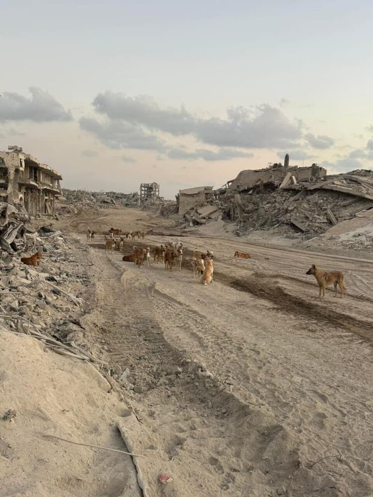 מגיעים דרך הפרצות (צילום: מאיר אביטן ) מגיעים דרך הפרצות