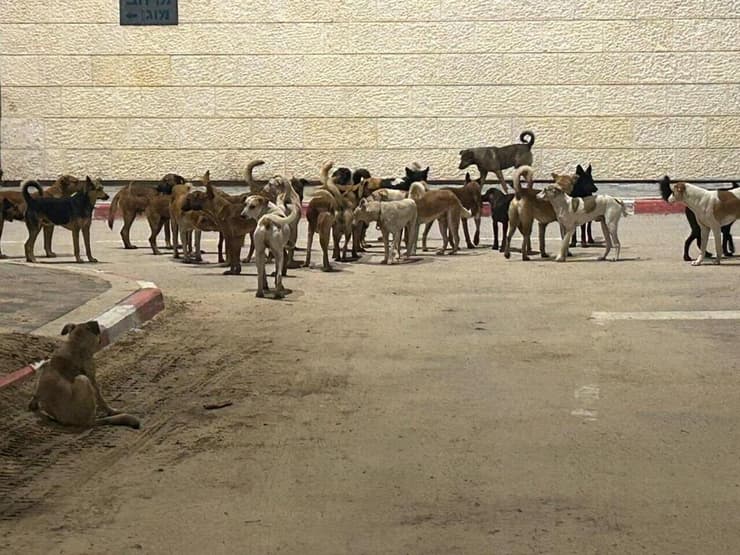 להקת כלבים באחד היישובים בעוטף (צילום: מאיר אביטן ) להקת כלבים באחד היישובים בעוטף