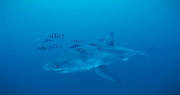העמלץ הלבן שתועד במצר סיציליה (צילום: Derk Remmers/Healthy Seas/SDSS/Ghost Diving) העמלץ הלבן שתועד במצר סיציליה
