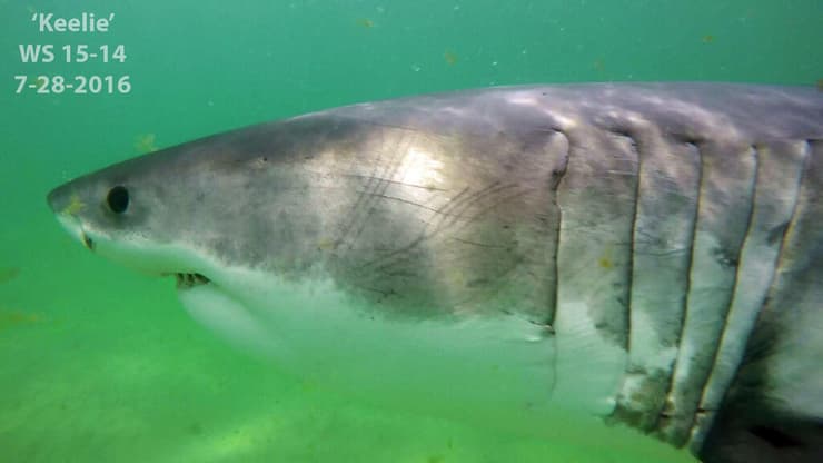 תיעוד קרוב של עמלץ לבן (צילום: Greg Skomal/Massachusetts Division of Marine Fisheries/AP) תיעוד קרוב של עמלץ לבן