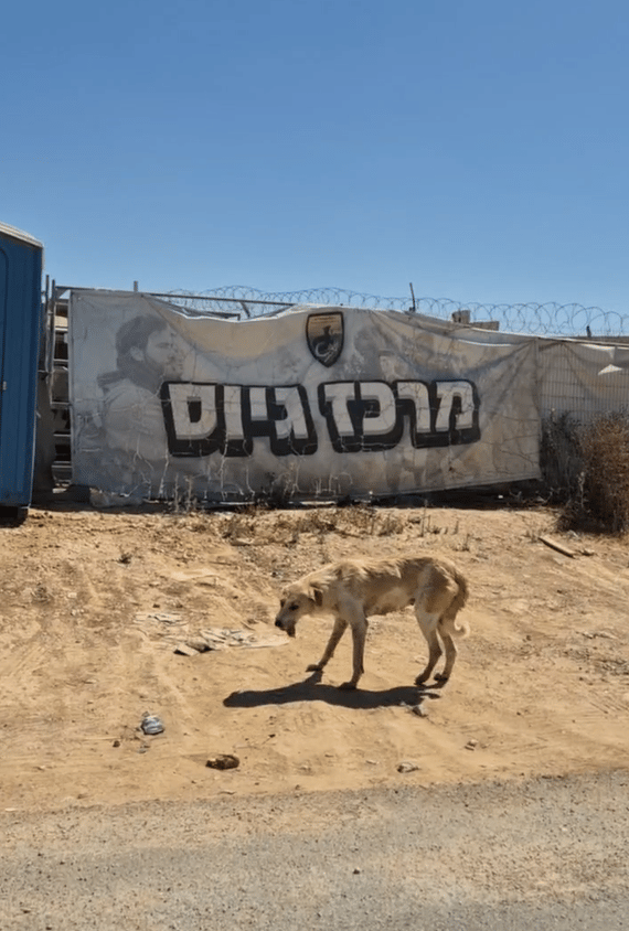 כלב משוטט ליד עמדה צבאית בעוטף (צילום: אילנה קוריאל) כלב משוטט בעוטף