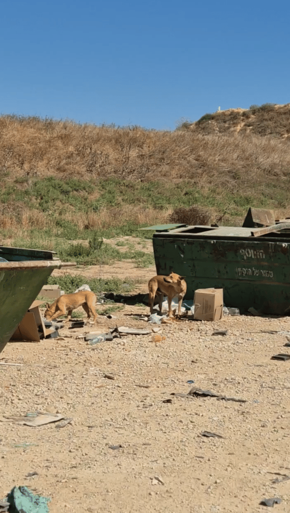 כלבים משוטטים נוברים באשפה בעוטף (צילום: אילנה קוריאל) כלבים משוטטים נוברים באשפה בעוטף