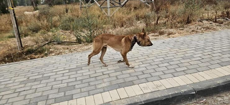 הכלבה שנלכדה עם קופסה על הראש בדרום הארץ (צילום: דודו אביטן) הכלבה שנלכדה עם קופסה על הראש בדרום הארץ