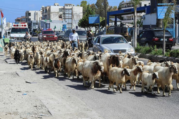 מחזרת התושבים לדרום לבנון (צילום: Kawnat HAJU / AFP) תושבים חוזרים הביתה לדרום לבנון צור
