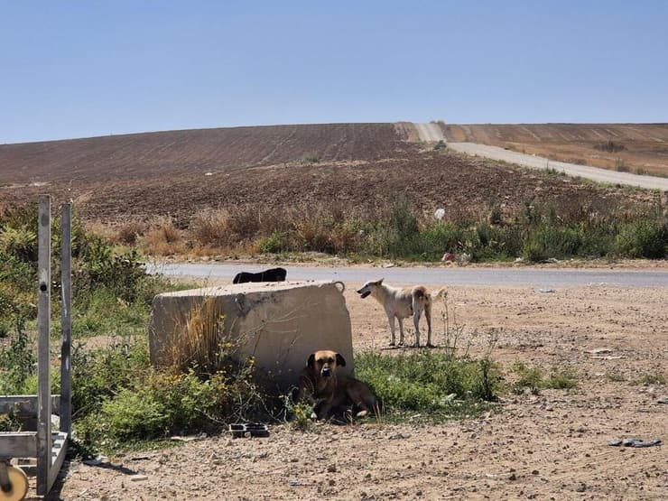 כלבים משוטטים בעוטף. באים לבסיסים לחפש מזון (צילום: אילנה קוריאל) כלבים משוטטים בעוטף