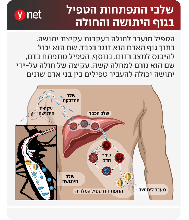 אינפו מלריה אינפו מלריה