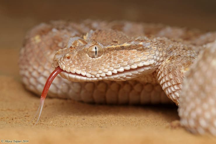 עכן גדול (Cerastes gasperettii) מפותל בעמדת מגננה ומחכך את קשקשיו כדי להפיק צליל מרתיע. מיצג אזהרה זה אופייני לצפעים בסוג עכן ואפעה, ונחשים אוכלי־ביצים בסוג נחש ביצים (Dasypeltis), שאינם מזיקים, מחקים אותו. באופן מסקרן, הנחשים אוכלי־הביצים מבצעים את המיצג הזה גם באזורים שאינם בתחום תפוצתם של צפעים מחככי־קשקשים (צילום: עקיבא טופר) עכן גדול (Cerastes gasperettii) מפותל בעמדת מגננה ומחכך את קשקשיו כדי להפיק צליל מרתיע. מיצג אזהרה זה אופייני לצפעים בסוג עכן ואפעה, ונחשים אוכלי־ביצים בסוג נחש ביצים (Dasypeltis), שאינם מזיקים, מחקים אותו. באופן מסקרן, הנחשים אוכלי־הביצים מבצעים את המיצג הזה גם באזורים שאינם בתחום תפוצתם של צפעים מחככי־קשקשים