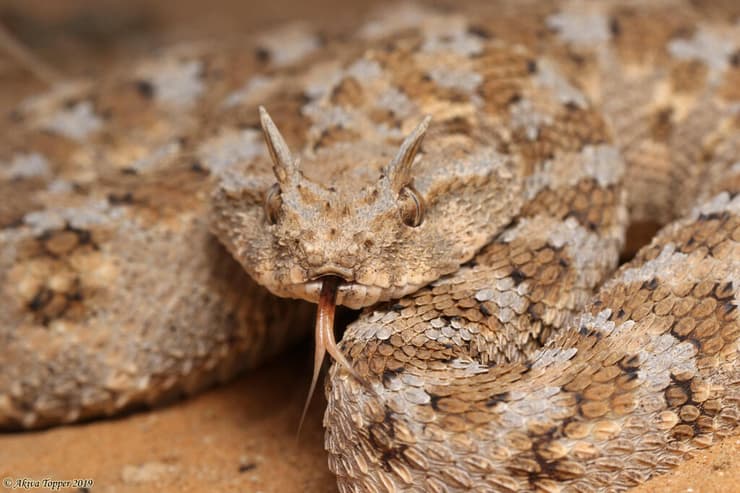 עכן חרטומים (Cerastes cerastes) מפותל בעמדת מגננה ומחכך את קשקשיו כדי להפיק רעש מרתיע. מיצג אזהרה זה אופייני לצפעים בסוג עכן ואפעה, ונחשים אוכלי־ביצים בסוג נחש ביצים (Dasypeltis), שאינם מזיקים, מחקים אותו. באופן מסקרן, הנחשים אוכלי־הביצים מבצעים את המיצג הזה גם באזורים שאינם בתחום תפוצתם של צפעים מחככי־קשקשים (צילום: עקיבא טופר) עכן חרטומים (Cerastes cerastes) מפותל בעמדת מגננה ומחכך את קשקשיו כדי להפיק רעש מרתיע. מיצג אזהרה זה אופייני לצפעים בסוג עכן ואפעה, ונחשים אוכלי־ביצים בסוג נחש ביצים (Dasypeltis), שאינם מזיקים, מחקים אותו. באופן מסקרן, הנחשים אוכלי־הביצים מבצעים את המיצג הזה גם באזורים שאינם בתחום תפוצתם של צפעים מחככי־קשקשים