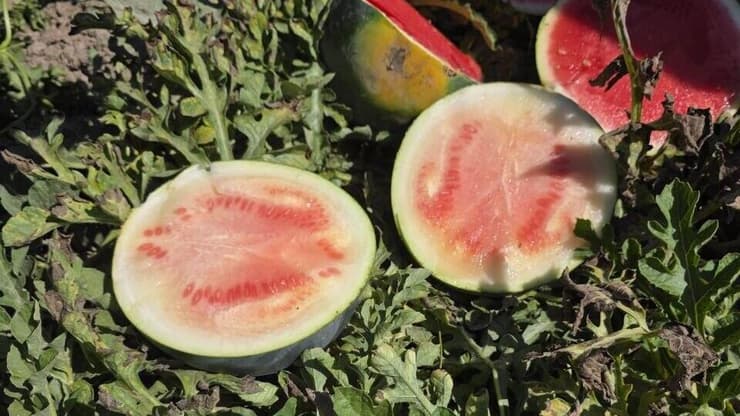האבטיחים הפגומים (צילום: באדיבות קנט) האבטיחים הפגומים