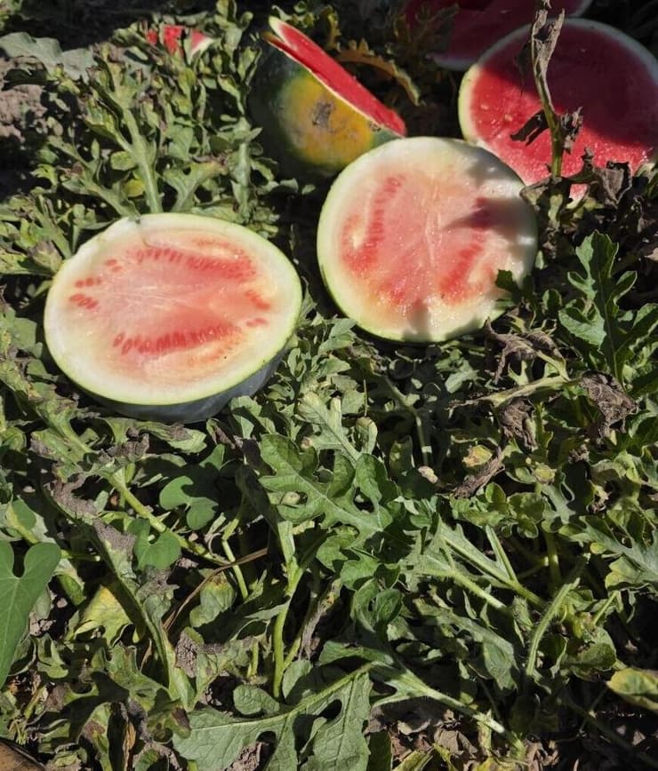 האבטיחים הפגומים (צילום: באדיבות קנט) האבטיחים הפגומים