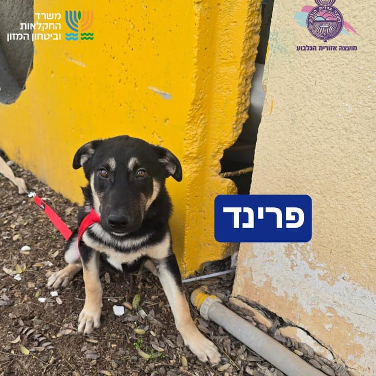 פרינד (צילום: כלביית הגלבוע) פרינד