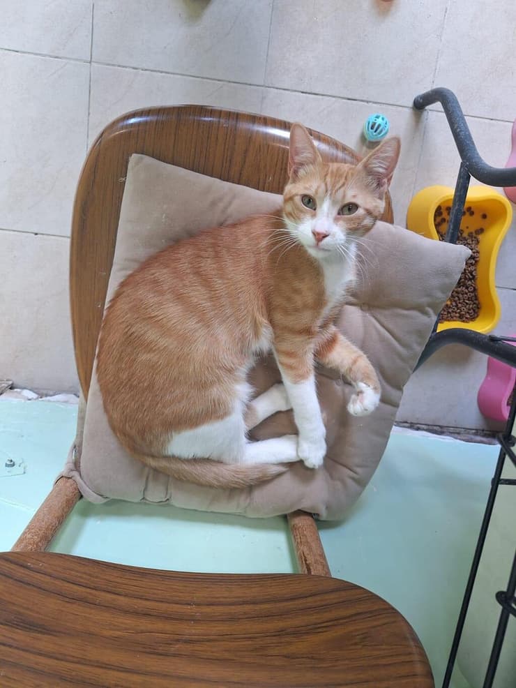 מורדי (צילום: כפר סבא רעננה אוהבות חיות) מורדי