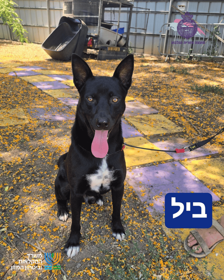 ביל (צילום: כלביית הגלבוע) ביל