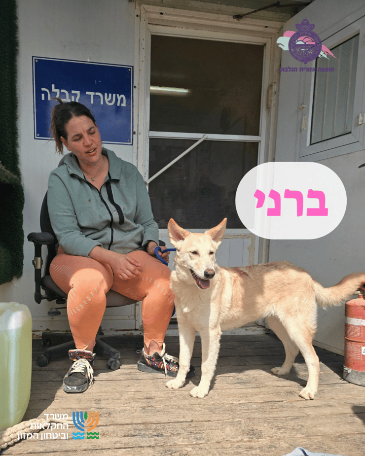 ברני (צילום: כלביית הגלבוע) ברני