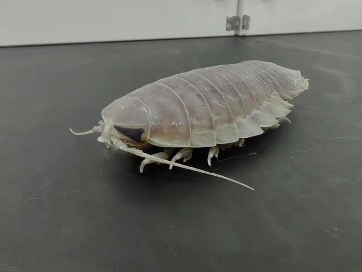 איזופוד ממין Bathynomus doederleini, במעבדה של המכון לאוקיינוגרפיה של האקדמיה הסינית למדעים
