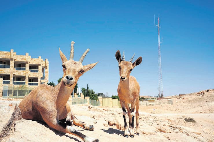 יעלים נוביים