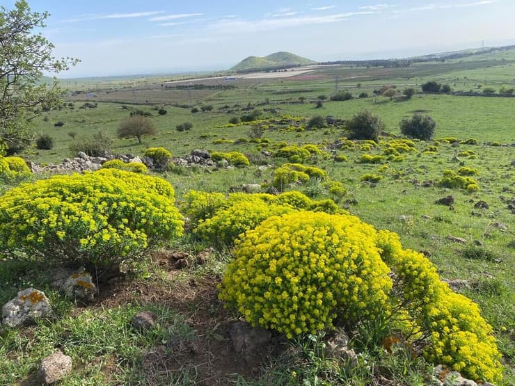 נוף מדהים בגולן (צילום: גלעד כרמלי) נוף מדהים בגולן