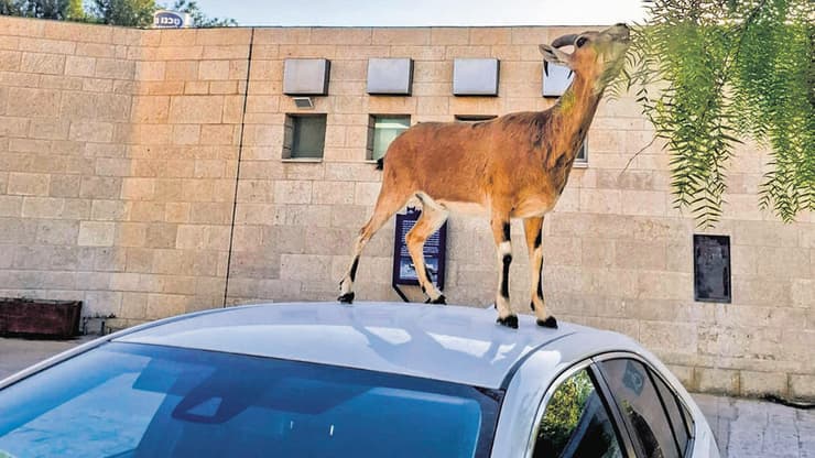 יעל נובי על רכב בנגב