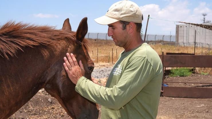 "פלוגת הפרות שלי דחקה את העדרים הסוריים שהיו פה 50 שנה" (צילום: אפי שריר ) יואל זלברמן, השומר החדש גבול סוריה עם עדר הבקר הבטחוני שמחליף את לוחמי המילואים על גבול סוריה בסמוך לנחל הרוקאד