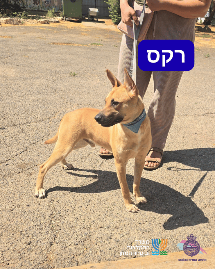 רקס