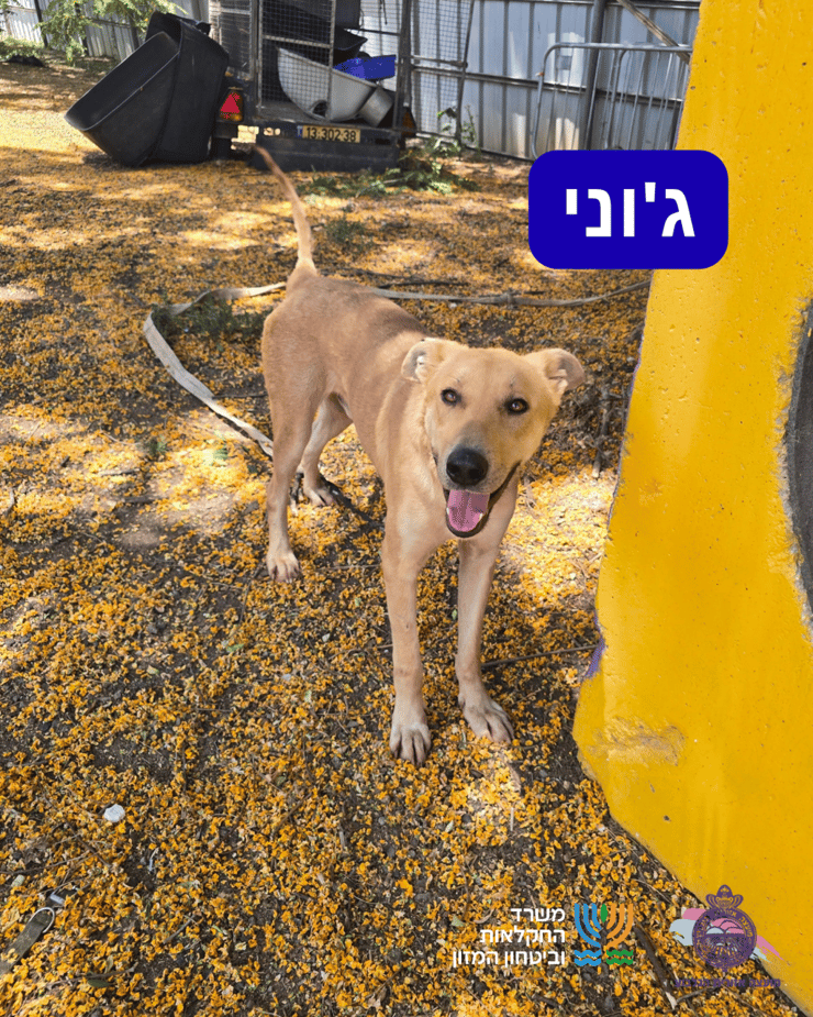 ג'וני
