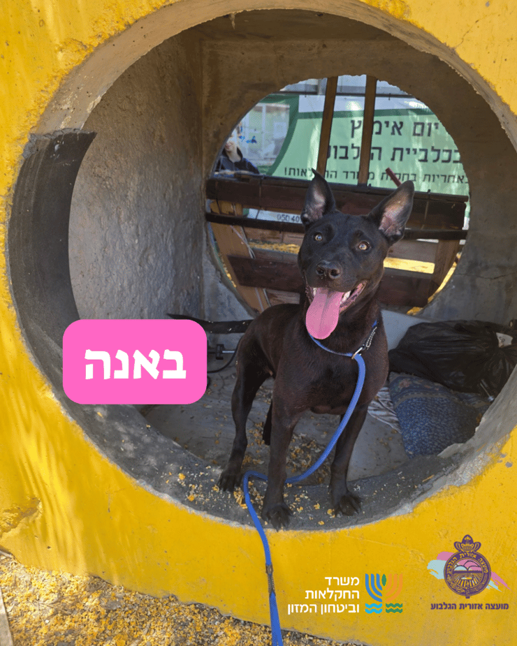 באנה