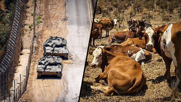 "איבדנו מרחב הגנה משמעותי". הטנקים והפרות בגבול סוריה (צילום: יאיר קראוס, Jalaa MAREY / AFP) "איבדנו מרחב הגנה משמעותי". הטנקים והפרות בגבול סוריה