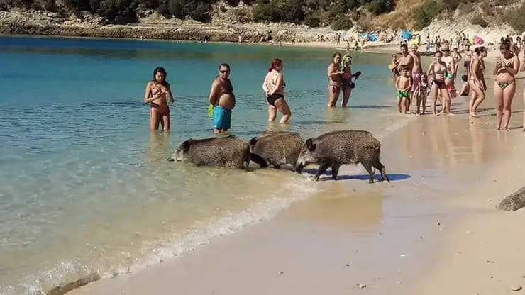 חזירי הבר על קו החוף פורטיניו דה אראבידה בפורטוגל, סמוך למתרחצים