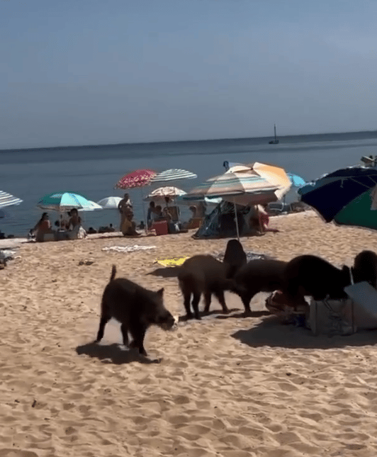חזירי הבר נוברים בתיקי המתרחצים בחוף בפורטוגל