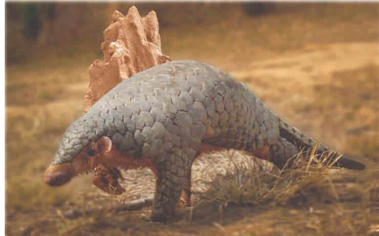 Manis aurita, מין הפנגולין החדש שהוגדר והובחן ממין הפנגולין הסיני (צילום: Tulshi Laxmi Suwal) Manis aurita, מין הפנגולין החדש שהוגדר והובחן ממין הפנגולין הסיני