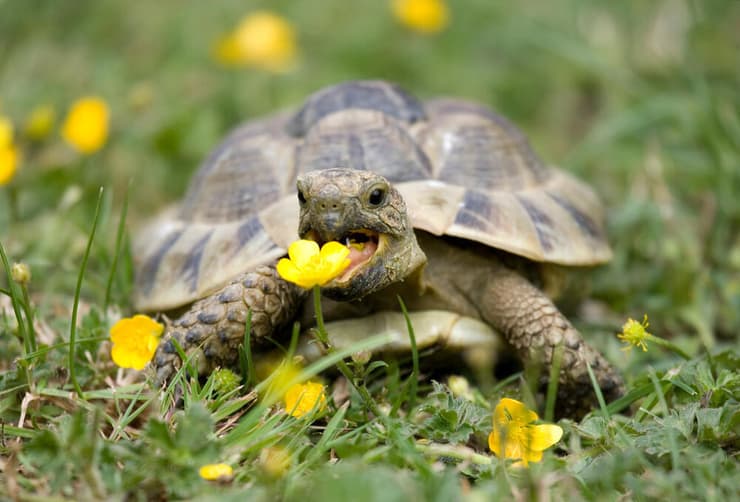 צב הרמן (צילום: chrisbrignell/Shutterstock) צב הרמן