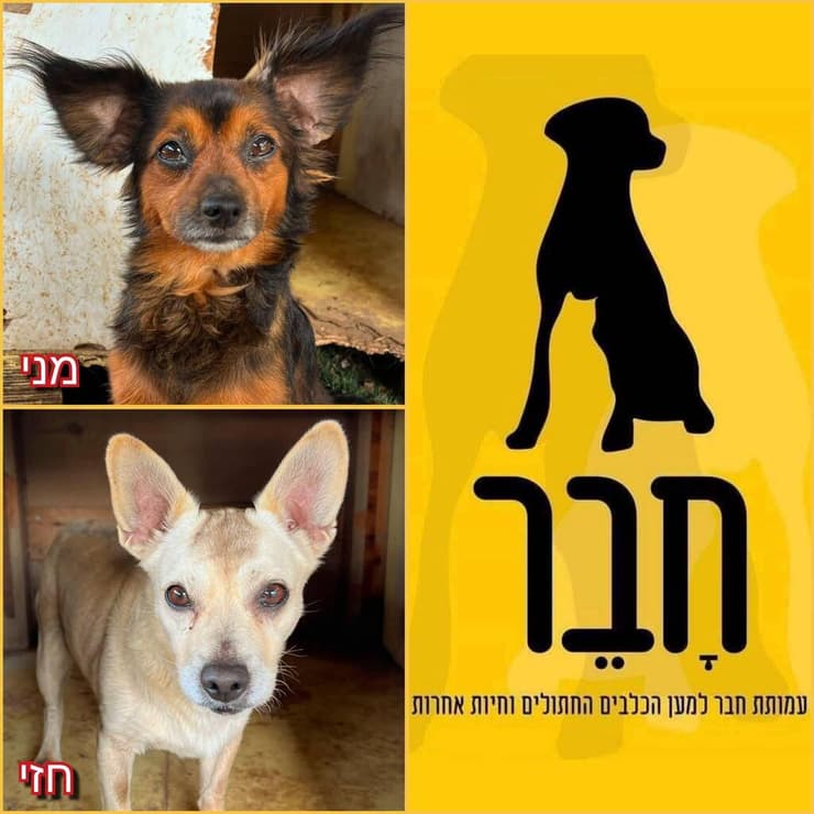 חזי ומני (צילום: עמותת חבר למען הכלבים) חזי ומני