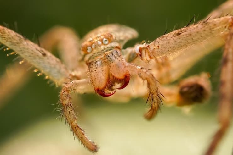 תקריב על ניבי עכביש (צילום: Amar dhani/Shutterstock) תקריב על ניבי עכביש